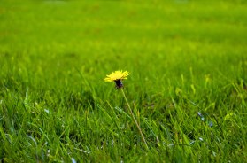 single-yellow-dandelion-in-green-grass